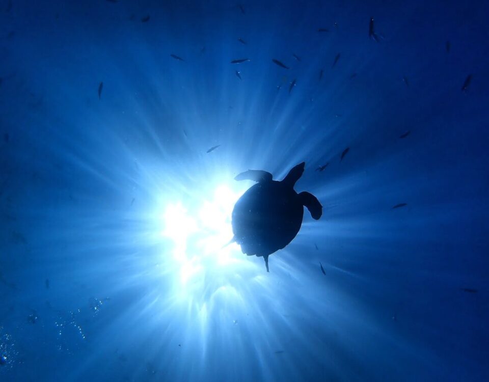 tartaruga caretta caretta