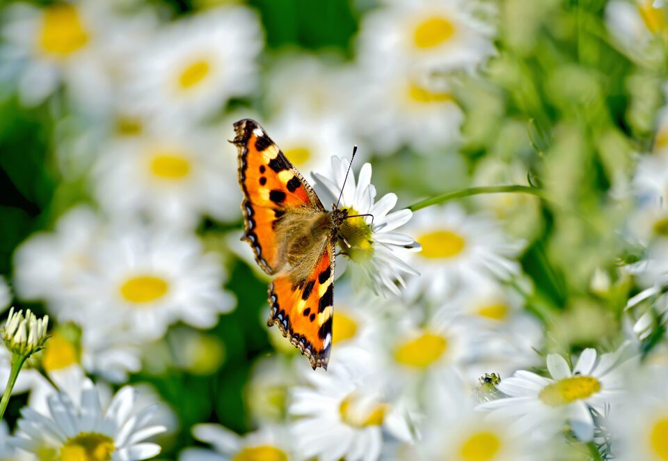 Primavera a Lampedusa