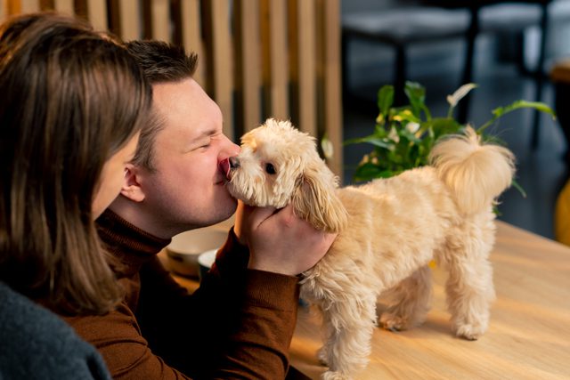viaggiare con gli animali